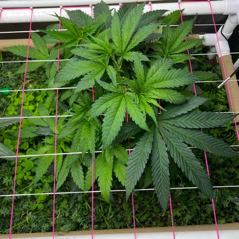 Cherry Royal growlog timeline photo