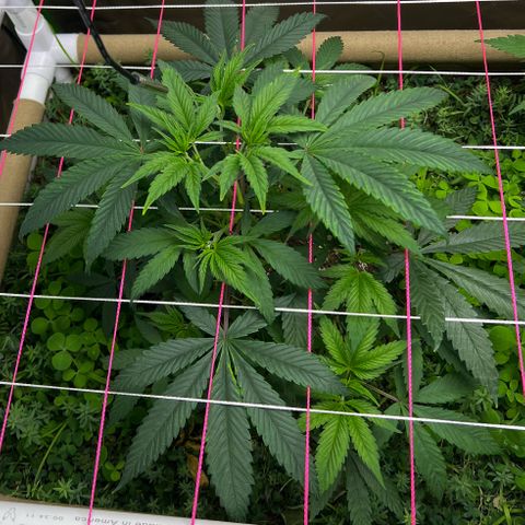 Cherry Royal growlog timeline photo