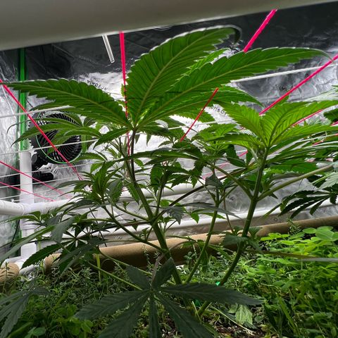Cherry Royal growlog timeline photo