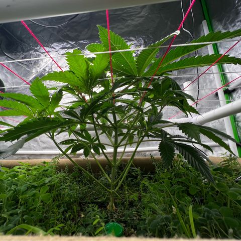 Cherry Royal growlog timeline photo