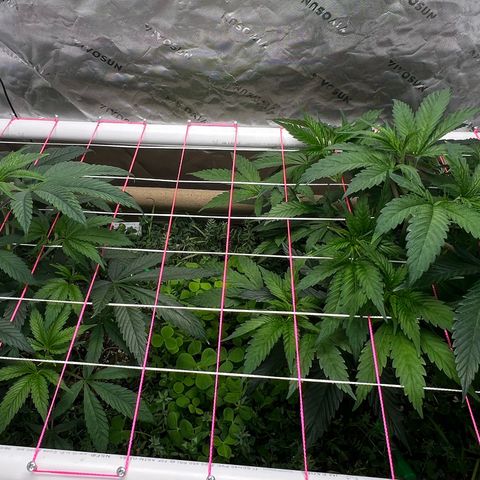 Cherry Royal growlog timeline photo
