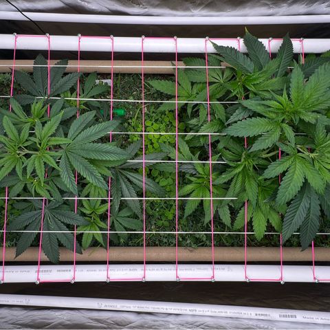 Cherry Royal growlog timeline photo