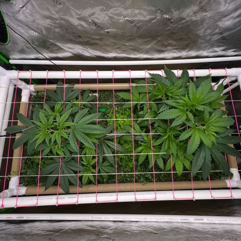 Cherry Royal growlog timeline photo