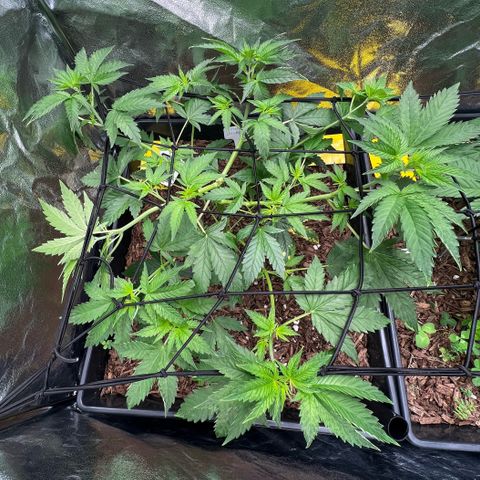 Blueberry Cupcake growlog timeline photo