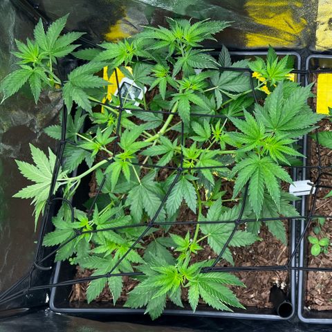 Blueberry Cupcake growlog timeline photo