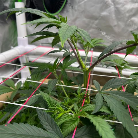 Cherry Royal growlog timeline photo