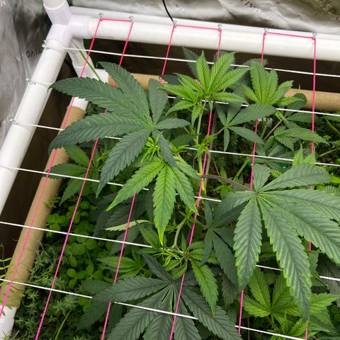 Cherry Royal growlog timeline photo