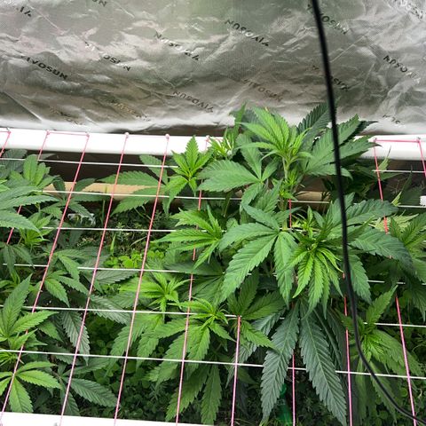 Cherry Royal growlog timeline photo