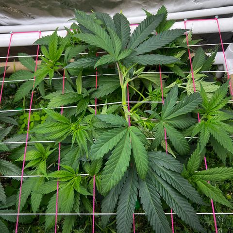 Cherry Royal growlog timeline photo