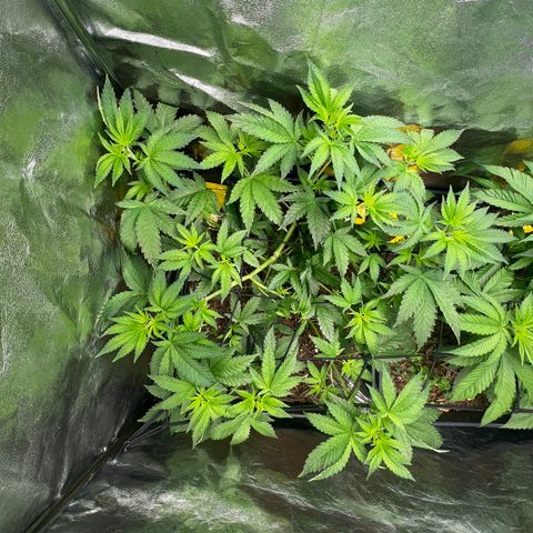Blueberry Cupcake growlog timeline photo