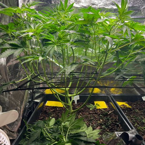 Blueberry Cupcake growlog timeline photo