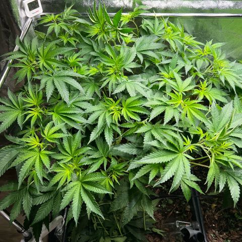Blueberry Cupcake growlog timeline photo