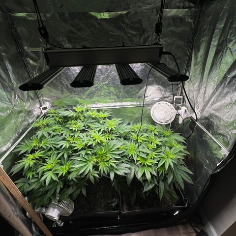 Blueberry Cupcake growlog timeline photo
