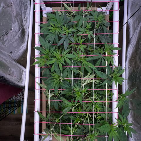 Cherry Royal growlog timeline photo