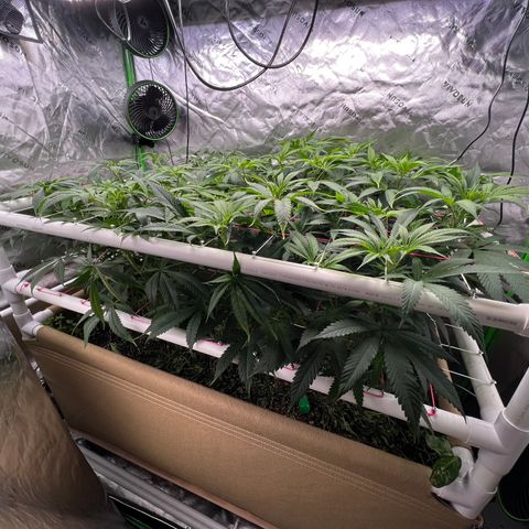 Cherry Royal growlog timeline photo