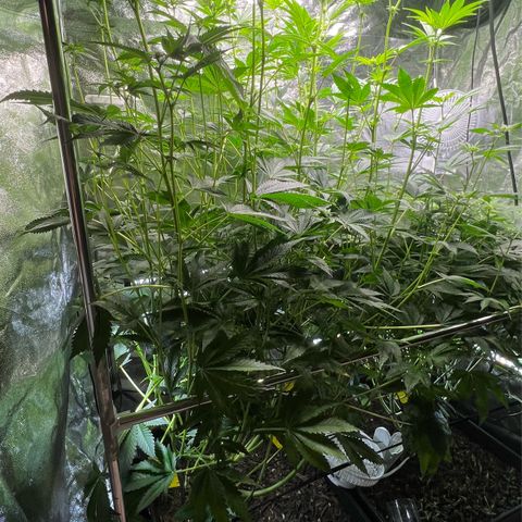 Blueberry Cupcake growlog timeline photo