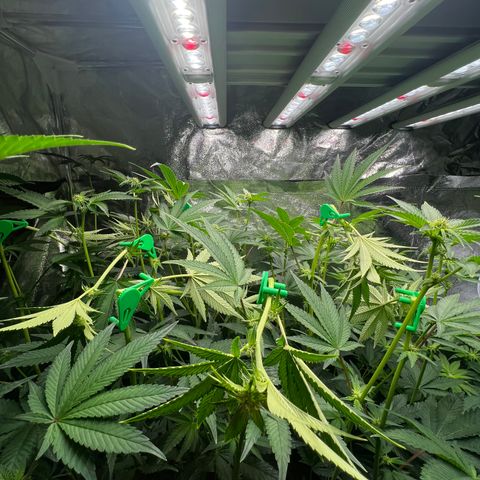 Blueberry Cupcake growlog photo: Before and after supercropping. Nothing broke off fortunately!