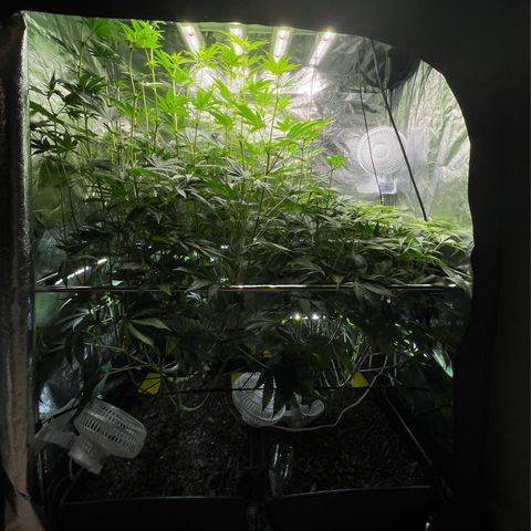 Blueberry Cupcake growlog timeline photo