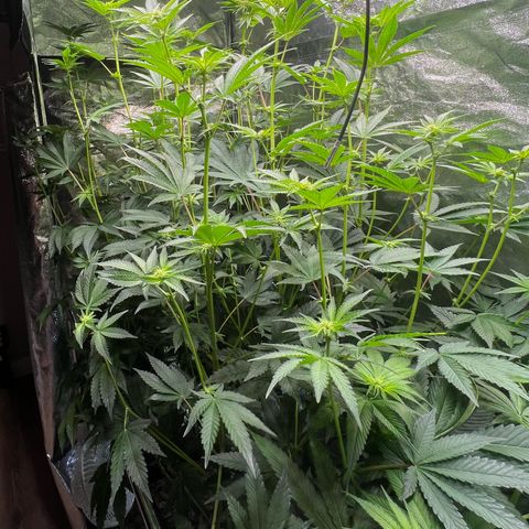 Blueberry Cupcake growlog timeline photo