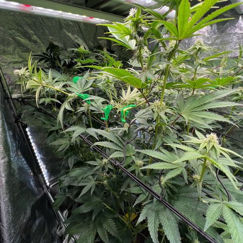 Blueberry Cupcake growlog timeline photo
