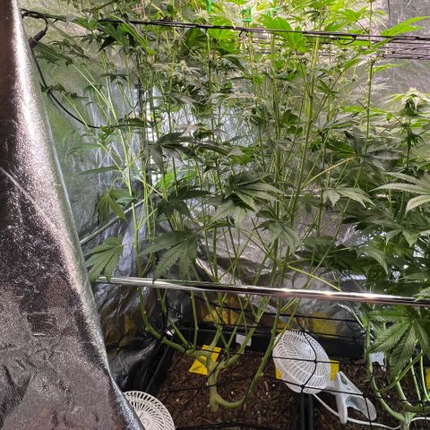 Blueberry Cupcake growlog timeline photo