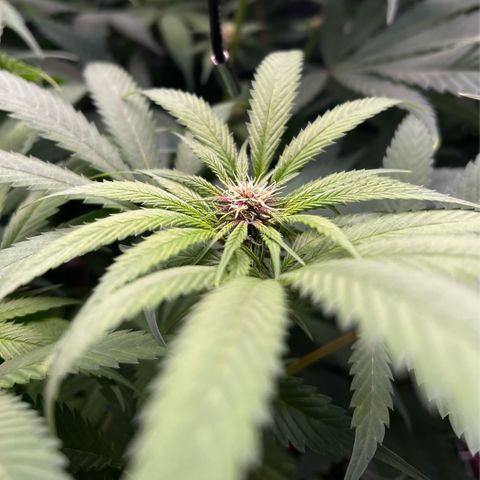 Cherry Royal growlog timeline photo
