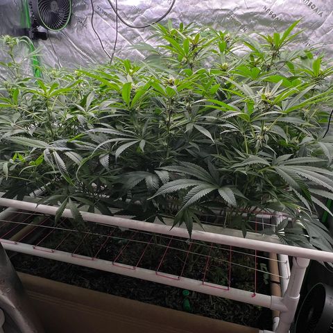 Cherry Royal growlog timeline photo