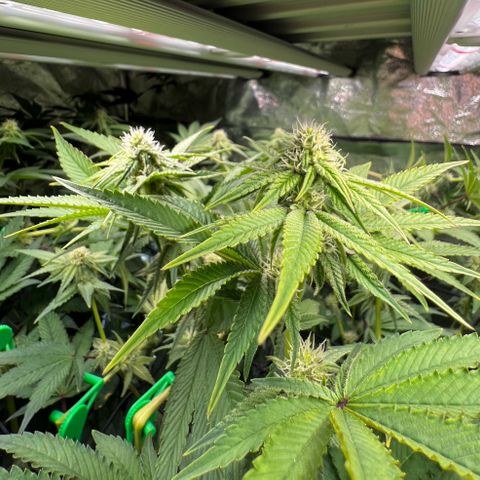 Blueberry Cupcake growlog timeline photo
