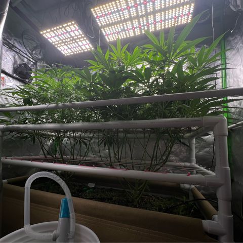 Cherry Royal growlog timeline photo