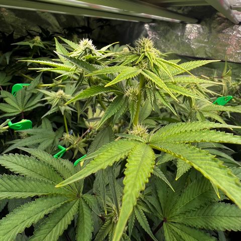 Blueberry Cupcake growlog timeline photo