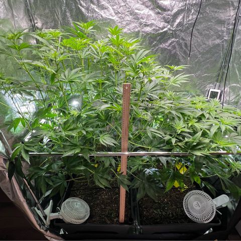 Blueberry Cupcake growlog timeline photo