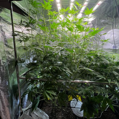 Blueberry Cupcake growlog timeline photo
