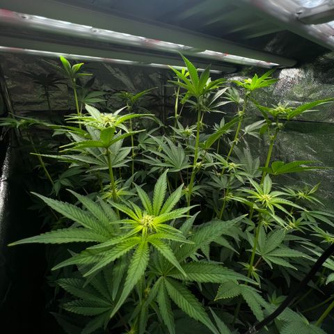 Blueberry Cupcake growlog photo: Before and after supercropping. Nothing broke off fortunately!