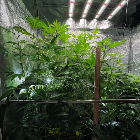 Blueberry Cupcake growlog timeline photo