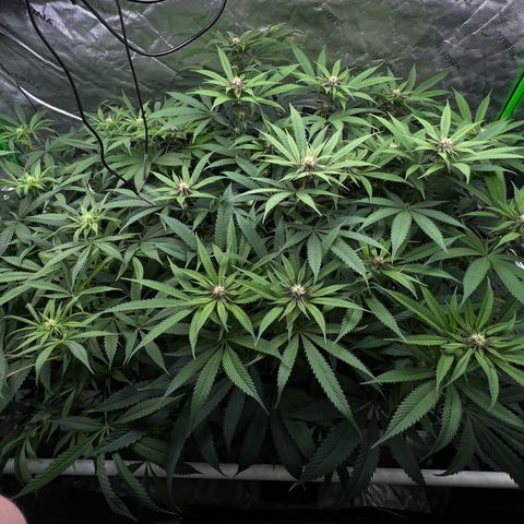 Cherry Royal growlog timeline photo