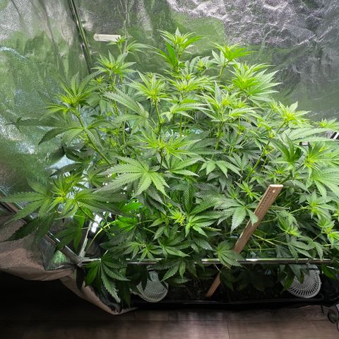 Blueberry Cupcake growlog timeline photo