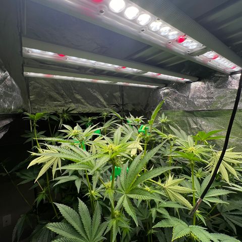 Blueberry Cupcake growlog photo: Before and after supercropping. Nothing broke off fortunately!