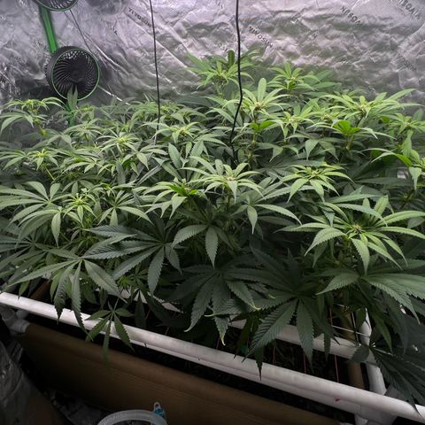 Cherry Royal growlog timeline photo