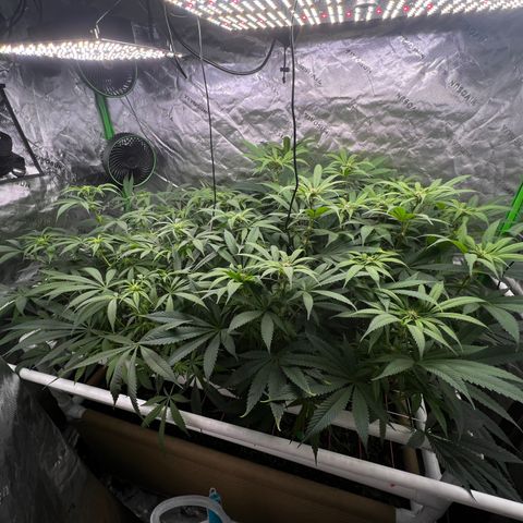 Cherry Royal growlog timeline photo