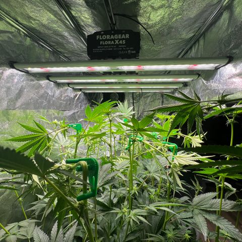 Blueberry Cupcake growlog photo: Before and after supercropping. Nothing broke off fortunately!