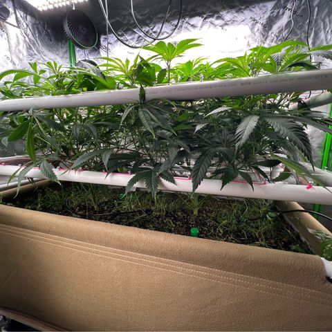 Cherry Royal growlog timeline photo