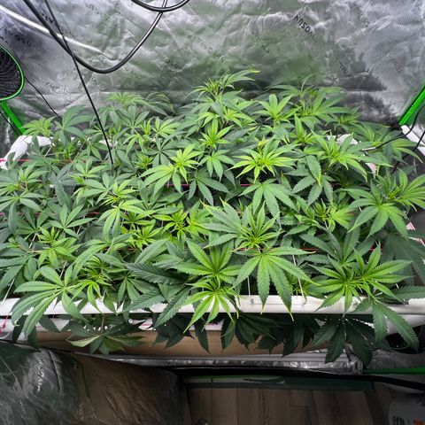 Cherry Royal growlog timeline photo
