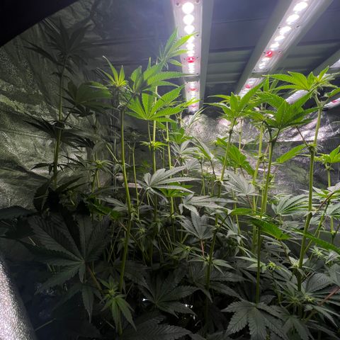 Blueberry Cupcake growlog photo: Before and after supercropping. Nothing broke off fortunately!