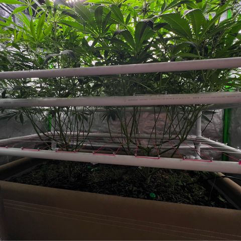 Cherry Royal growlog timeline photo