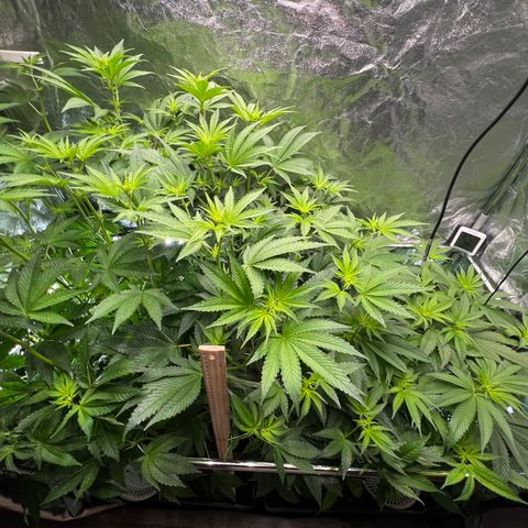 Blueberry Cupcake growlog timeline photo