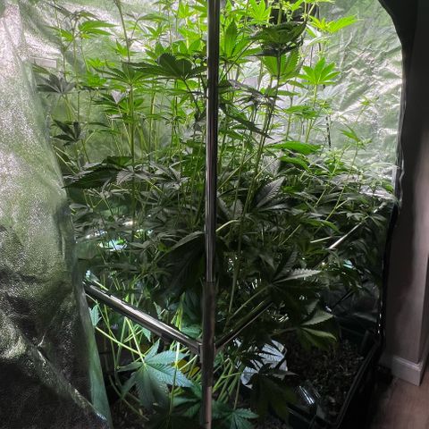 Blueberry Cupcake growlog timeline photo