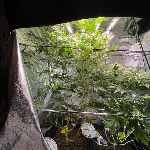 Blueberry Cupcake growlog timeline photo