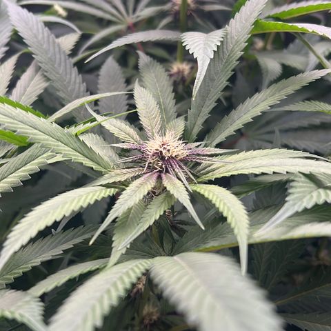 Cherry Royal growlog timeline photo