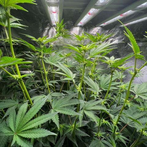 Blueberry Cupcake growlog timeline photo
