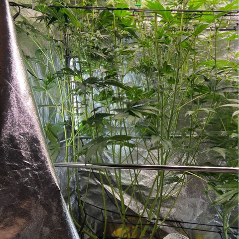 Blueberry Cupcake growlog timeline photo